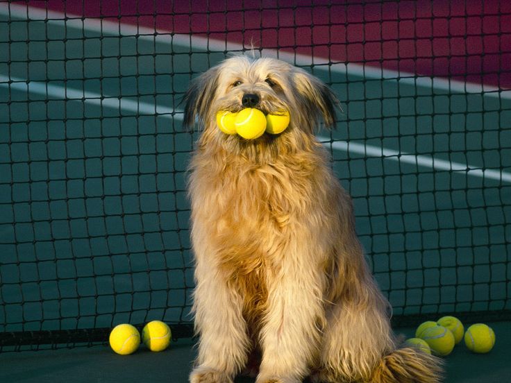 Tennis Court Upgrades - Golden Retriever with Tennis Balls