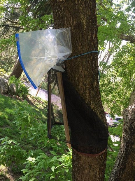 New Style Spotted Lanternfly Circle Trap