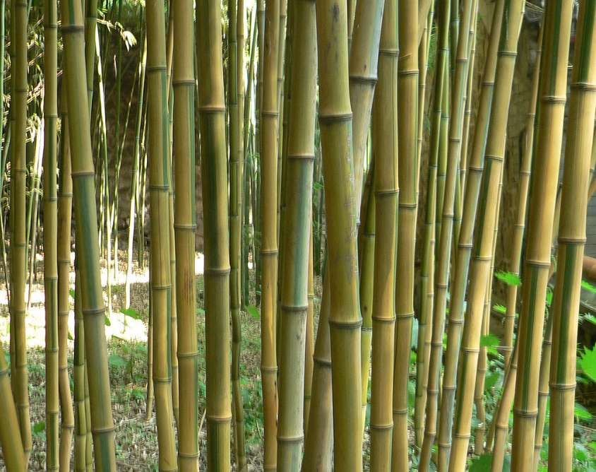 'Bamboo Photo 2