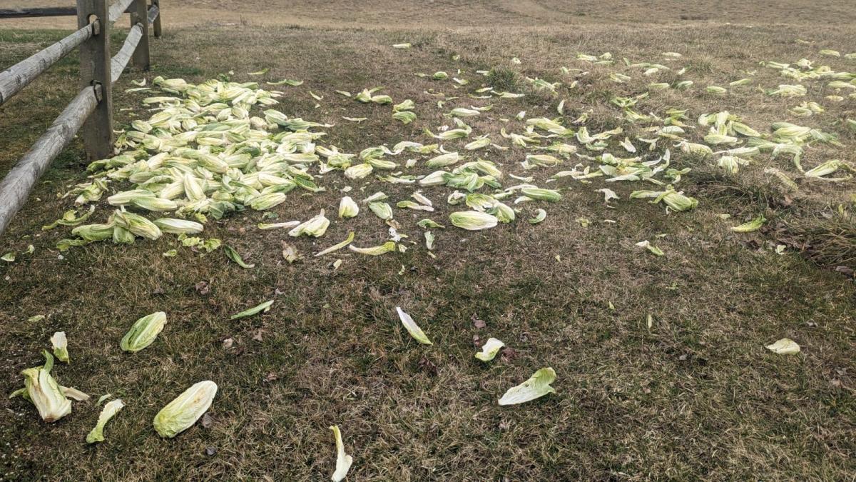 Lettuce Dumped Illegally at Peacedale Preserve